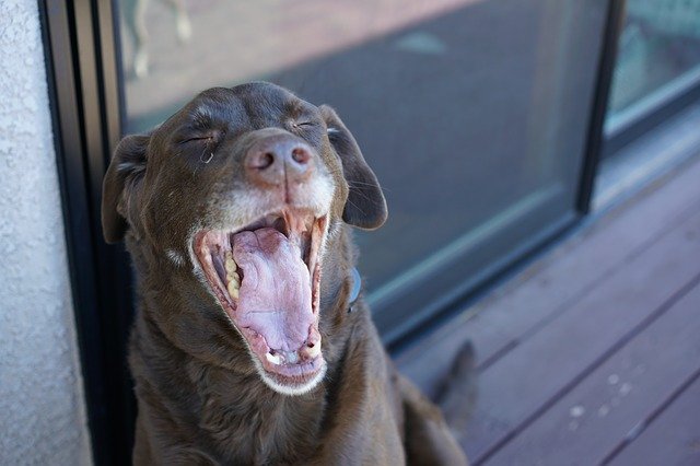 Dog yawning with yellowed teeth.