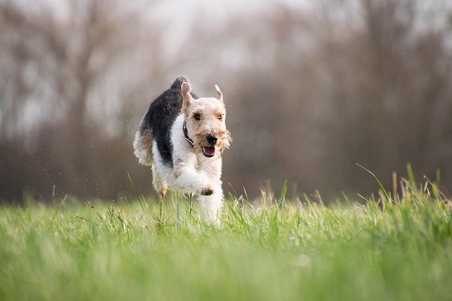 A dog running through the grass is at risk of being bit by ticks carrying Lyme disease.